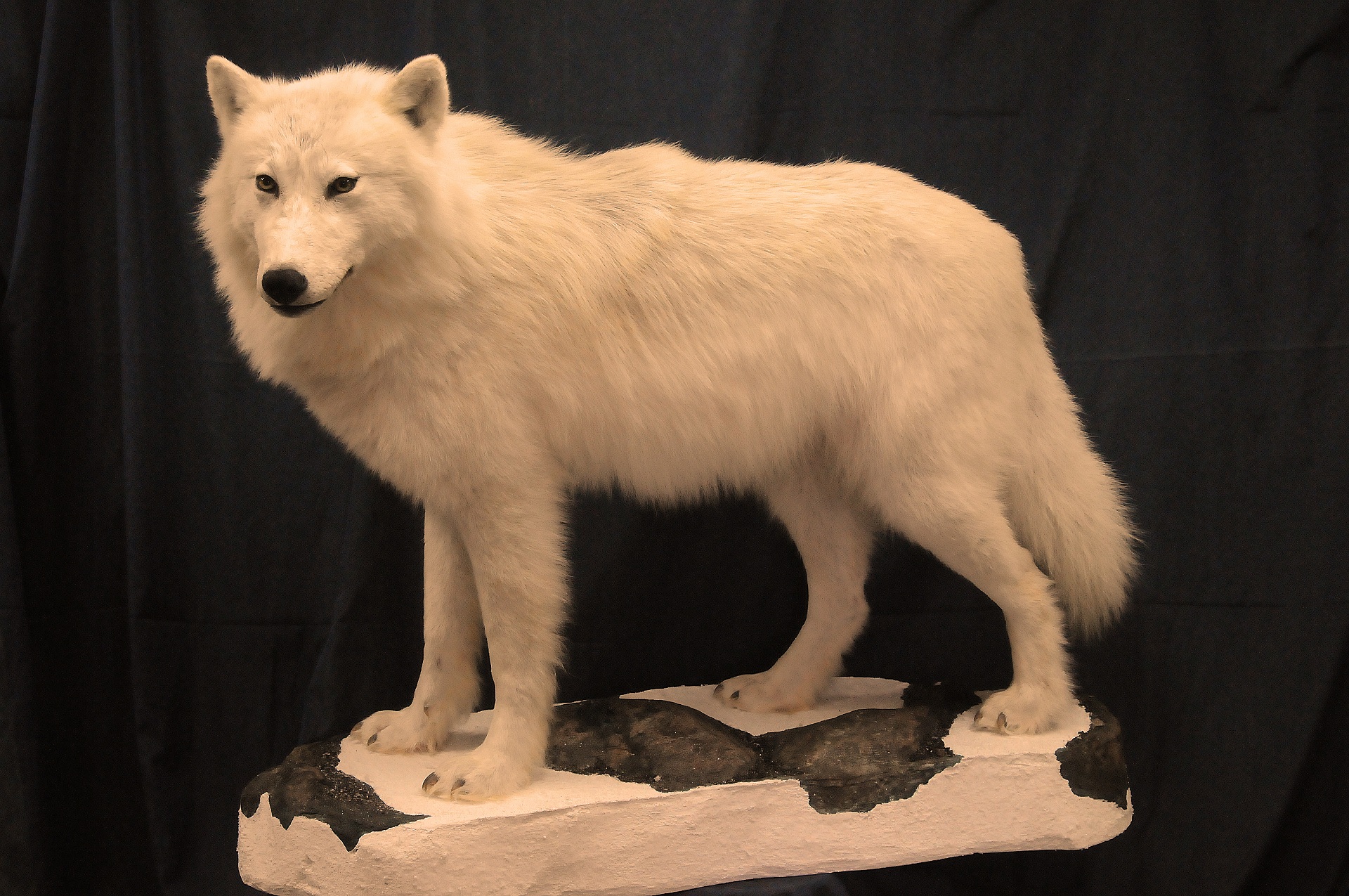 大型北极狼