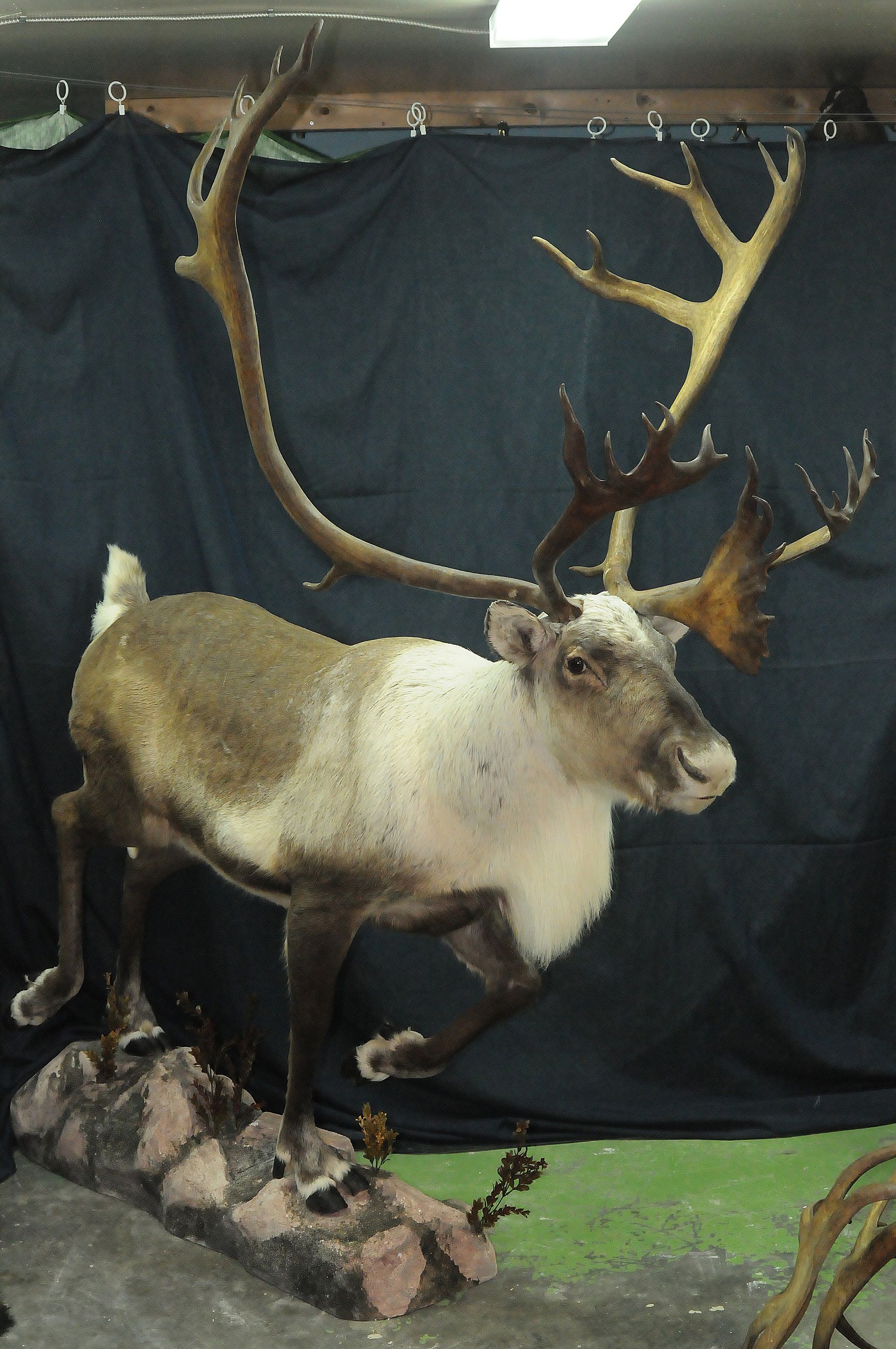 高山驯鹿还原标本