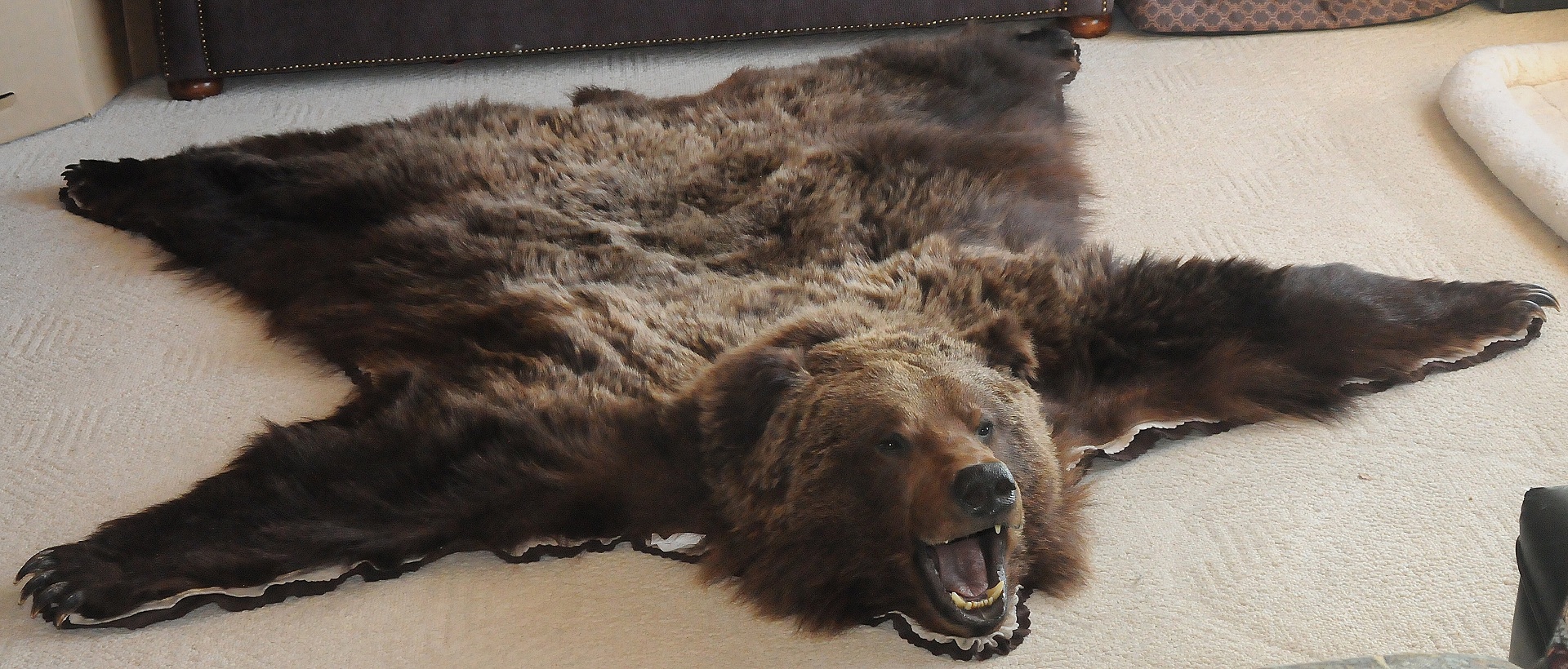 大型灰熊皮毯
