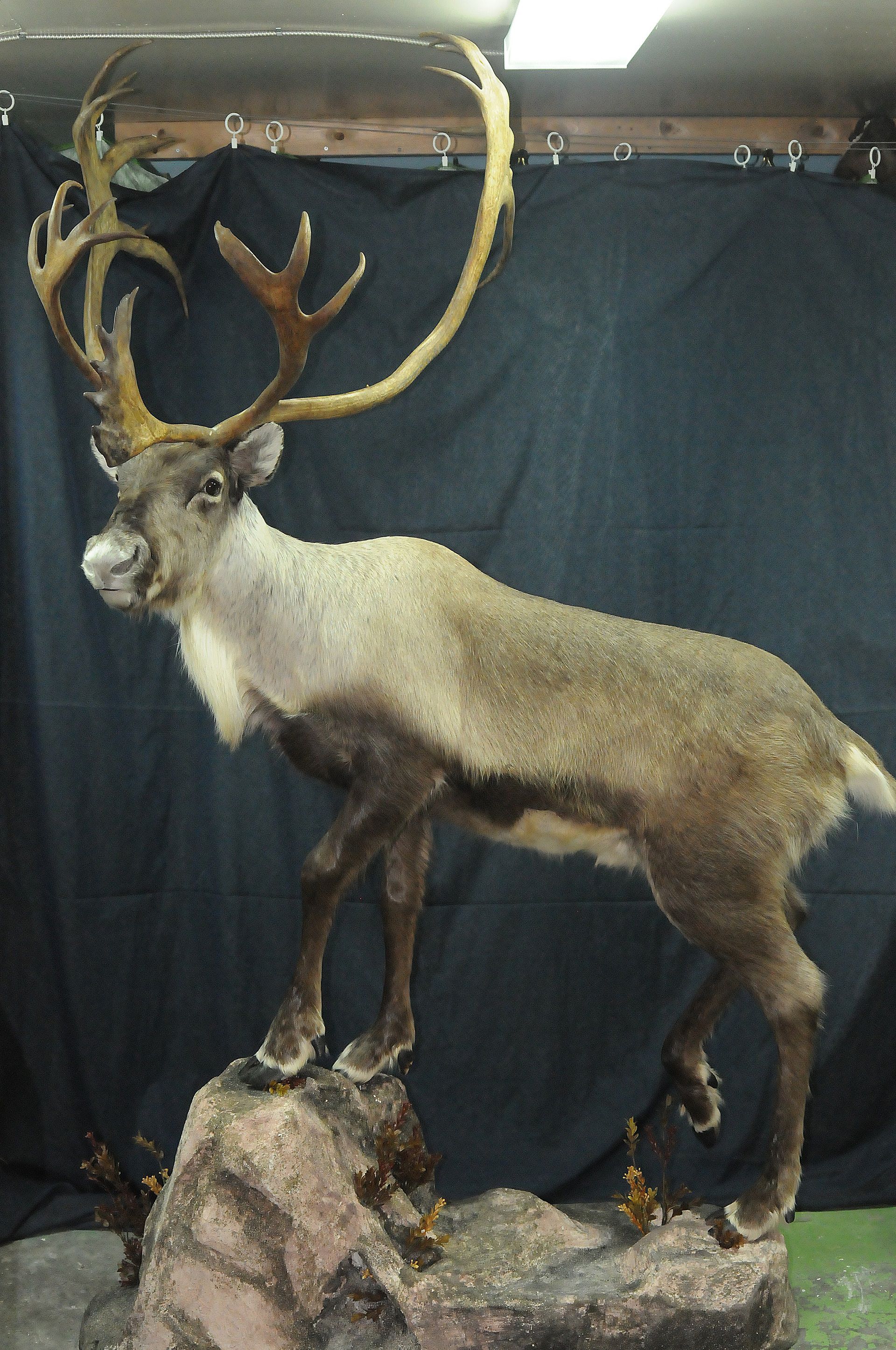 高山驯鹿还原标本